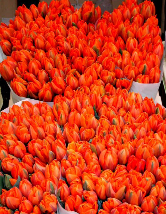 Red-orange Tulips, Amsterdam