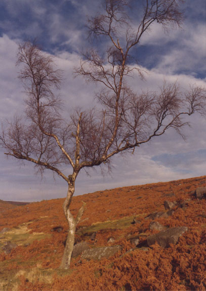 Tree in the Peak District